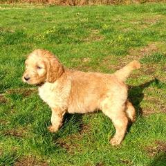 Assorted Doodle Crosses and Irish Doodles from Wild S Ranch