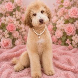 Brandy - Started Puppy - Chocolate merle female Bernedoodle puppy in Youngstown, Florida from Wonderland’s Boujie Kennels