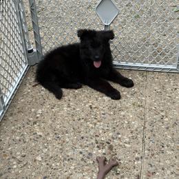 Boy 6 - Black male German Shepherd puppy in Fairdale, Kentucky from Kimberly's German Shepherds