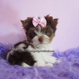 Yorkshire Terrier Puppies from Exquisite Dancing Yorkie for Sale