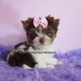 Yorkshire Terrier Puppies from Exquisite Dancing Yorkie for Sale