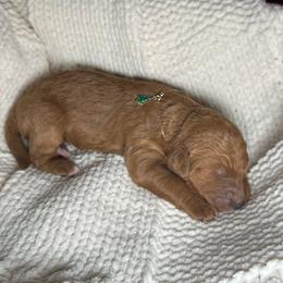 Vixen - Red female Bernedoodle puppy in Greenville, South Carolina from Halo BerneDo