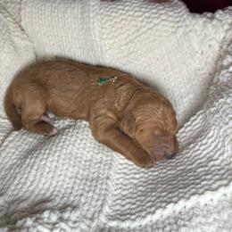 Vixen - Red female Bernedoodle puppy in Greenville, South Carolina from Halo BerneDo