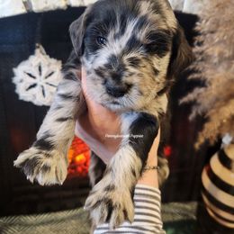 Peppermint Bark - Merle male Goldendoodle puppy in Pennsylvania from Pennsylvanian Puppies