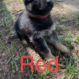 German Shepherd Puppies from East Texas GSD