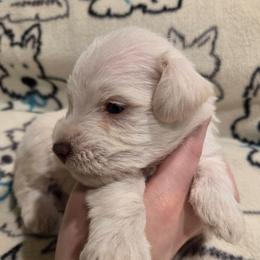 Quince - Wheaten male Miniature Schnauzer puppy in Graham, Washington from Olivia's Miniature Schnauzer's