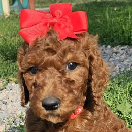 Garnet - Poodle puppy in Deer River, Minnesota from Poodles Around