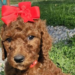 Garnet - Poodle puppy in Deer River, Minnesota from Poodles Around