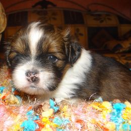 AKC FIDELIO - Parti male Lhasa Apso puppy in Fort Washington, Maryland from GyanGanj Lhasa Apso