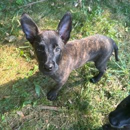 Blue Collar - Dutch Shepherd puppy from Level Up K9