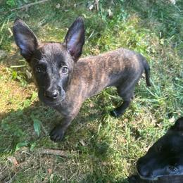 Blue Collar - Dutch Shepherd puppy from Level Up K9