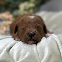 Poppy - Red  female Goldendoodle puppy in Queen Creek, Arizona from Goldendoodle AZ