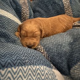 Boy 3 - Apricot Goldendoodle puppy in Bellville, Ohio from Ohio Designer Doodles