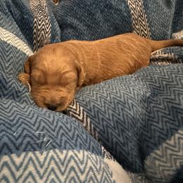 Boy 3 - Apricot Goldendoodle puppy in Bellville, Ohio from Ohio Designer Doodles