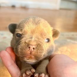 Muffin - Blue fawn female French Bulldog puppy in Opelika, Alabama from Fancy Face Frenchies