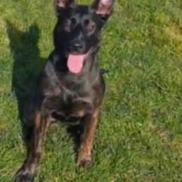 Belgian Malinois and xDutch Shepherd Puppies from Kaizen von Ruach Malinois