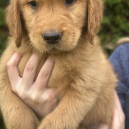 Boy 5 - Golden Golden Retriever puppy in Oregon City, Oregon from N.W. Mountain Retrievers