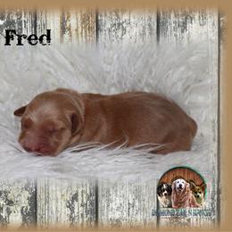 Fred - Dark golden male Golden Retriever puppy in Anson, Texas from Diamond Bar N Ranch