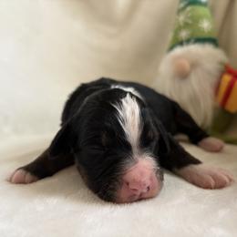 Angel - Tri-color female Bernedoodle puppy in Carlotta, California from Lost Coast Bernese Mountain Dogs
