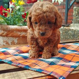 Orange - Apricot male Goldendoodle puppy in Little Rock, Arkansas from Adorable Mini Doodles LLC