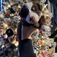 Everest - Red tri male Toy Australian Shepherd puppy in Inola, Oklahoma from Blue Stem Companions
