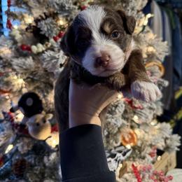 Everest - Red tri male Toy Australian Shepherd puppy in Inola, Oklahoma from Blue Stem Companions