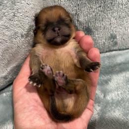 Tazz - Chocolate male Pomeranian puppy in Jefferson City, Missouri from MJ’s Pomeranians