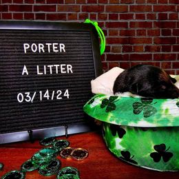 Belgian Malinois Puppies from Z Domu Niedzwiedzia Malinois