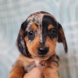 Two Face - Dapple male Dachshund puppy in Goodman, Missouri from Jessica's Dashing Dachsunds and Chihuahuas
