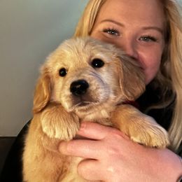 Golden Retriever Puppies from Panhandle PawsNClaws