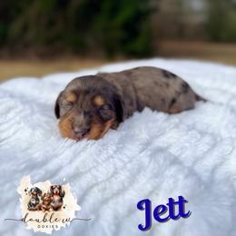 JETT AKC CREAM CARRIER IMPORT LINES - Dapple male Dachshund puppy in Alto, Texas from Double W Doxies