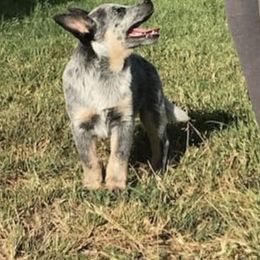 Australian Cattle Dog and Australian Kelpie Puppies from Carben Copy