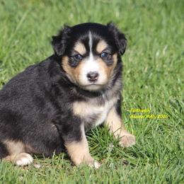 Spoof - Black tri female Miniature American Shepherd puppy in Hillsdale, Michigan from Faithwalk Aussies and Mini American Shepherds