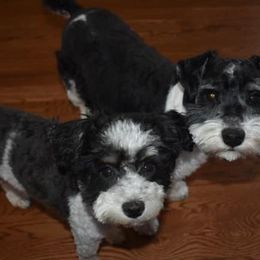 Miniature Schnauzers from Lord's Valley Ranch Schnauzers