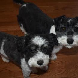 Miniature Schnauzers from Lord's Valley Ranch Schnauzers