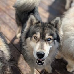 Reese - Siberian Husky