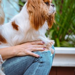 Tommie - Cavalier King Charles Spaniel
