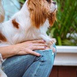Tommie - Cavalier King Charles Spaniel
