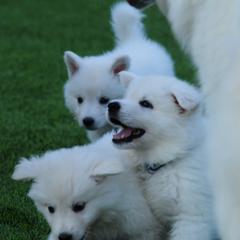 Berger Blanc Suisse Puppies from Absolute Dream White Swiss Shepherds