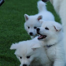 Berger Blanc Suisse Puppies from Absolute Dream White Swiss Shepherds