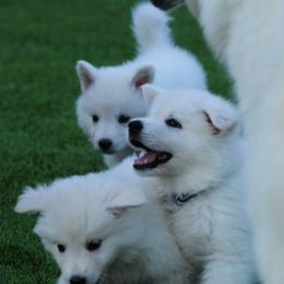 Berger Blanc Suisse Puppies from Absolute Dream White Swiss Shepherds