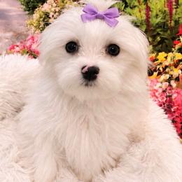 Rose - White female Maltese puppy in North Myrtle Beach, South Carolina from Perfect Puppies
