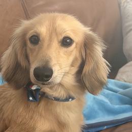 Hank - Dachshund