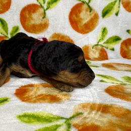 Maroon - Black and tan male Airedale Terrier puppy in Branch, Michigan from Aim High Airedales & German Shorthaired Pointers