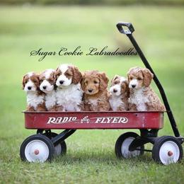 Australian Labradoodle Puppies from Sugar Cookie Australian Labradoodles