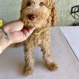 Yellow girl - Apricot female Goldendoodle puppy in Apple Valley, California from Daisy’s  Doodles11