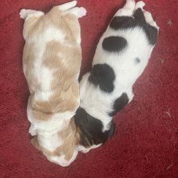 Basset Hound Puppies from Peach Blossom Bassets