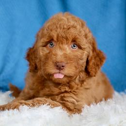 Ginny - female Golden Mountain Doodle puppy in Murray, Utah from Good Looking Dogs