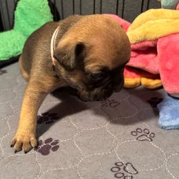 Ivy - Fawn French Bulldog puppy in Neenah, Wisconsin from Mimosa Acres French Bulldogs LLC