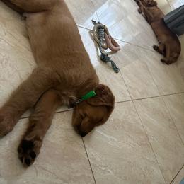 Golden Retriever Puppies from River City Goldens